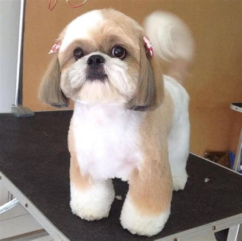 tosa ursinho em shih tzu